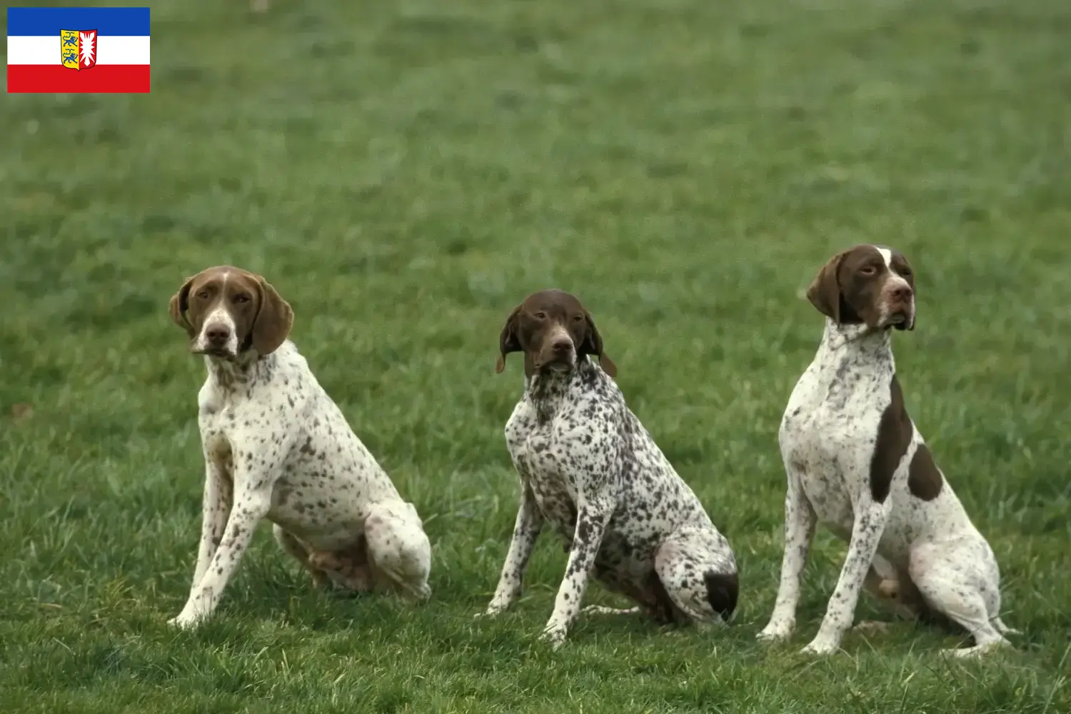 Lee más sobre el artículo Braque français tipo Pyrénées criadores y cachorros en Schleswig-Holstein