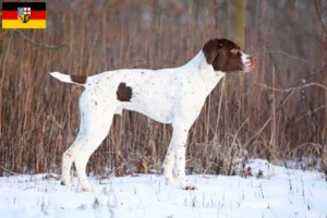 Lee más sobre el artículo Braque français tipo Pyrénées criadores y cachorros en Saarland