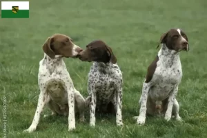 Lee más sobre el artículo Braque français tipo Pyrénées criadores y cachorros en Sajonia