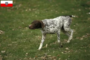 Lee más sobre el artículo Braque français tipo Pyrénées criadores y cachorros en Turingia