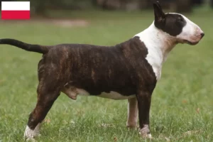 Lee más sobre el artículo Criadores de Bull Terrier y cachorros en Polonia