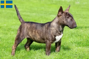 Lee más sobre el artículo Criadores de Bull Terrier miniatura y cachorros en Suecia