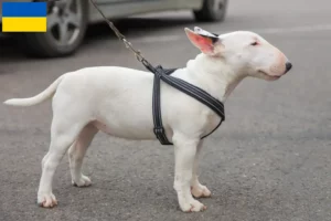 Lee más sobre el artículo Criadores de Bull Terrier miniatura y cachorros en Ucrania