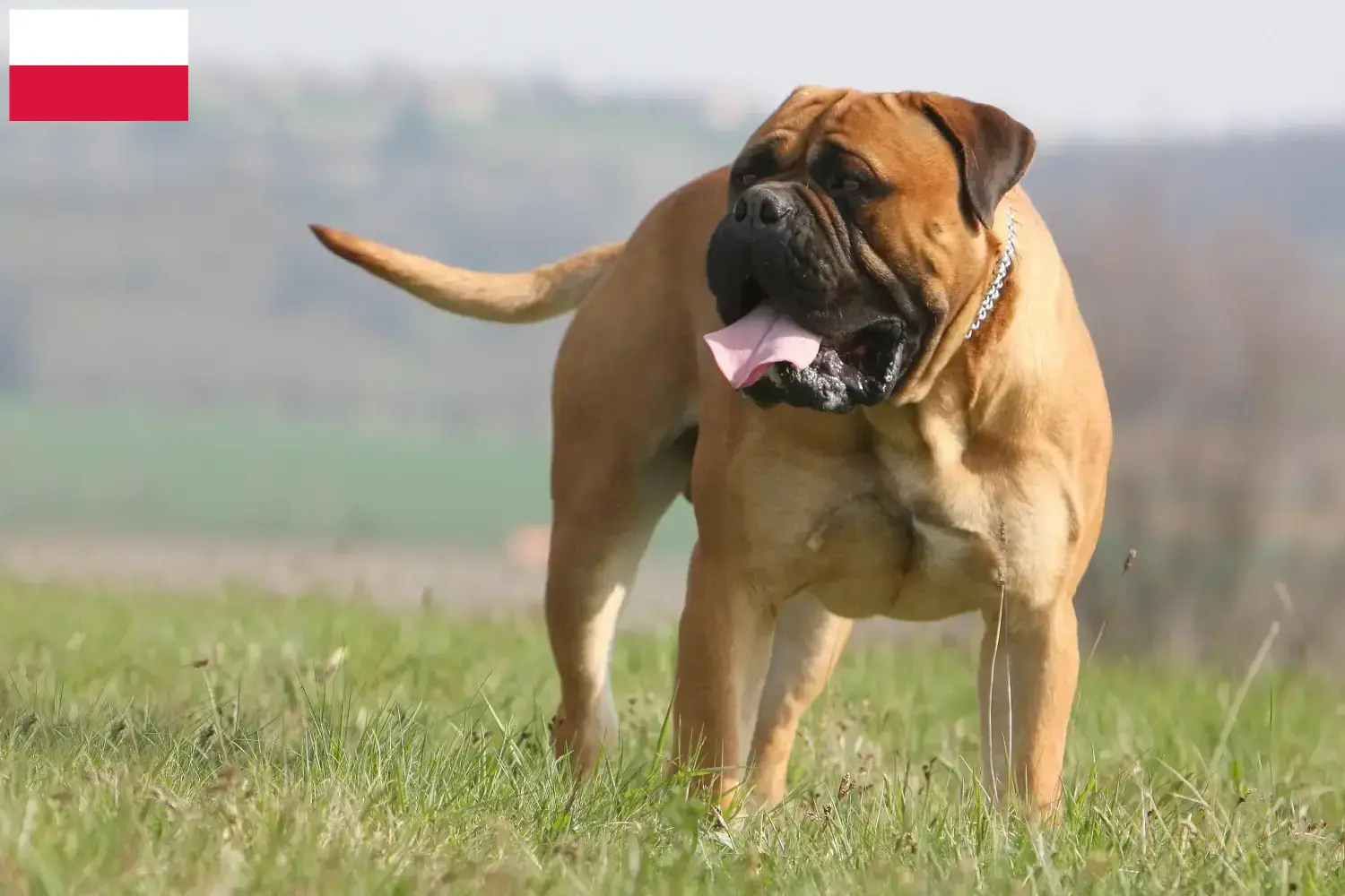 Lee más sobre el artículo Criadores de Bullmastiff y cachorros en Polonia