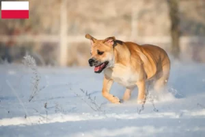 Lee más sobre el artículo Criadores y cachorros de Ca de Bou en Polonia