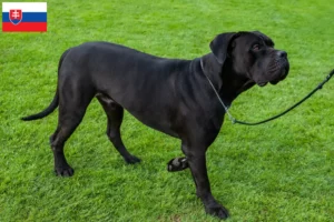 Lee más sobre el artículo Cane Corso Italiano criadores y cachorros en Eslovaquia