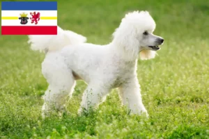 Lee más sobre el artículo Criadores de caniches y cachorros en Mecklemburgo-Pomerania Occidental