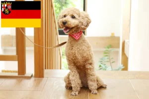Lee más sobre el artículo Criadores de caniches y cachorros en Renania-Palatinado