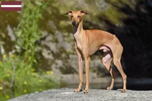 Lee más sobre el artículo Criadores de carillones de viento italianos y cachorros en Letonia