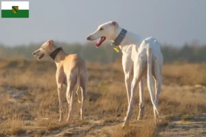 Lee más sobre el artículo Criadores y cachorros de Chart Polski en Sajonia