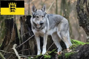 Lee más sobre el artículo Criadores de perros lobo checoslovacos y cachorros en Baden-Wurtemberg