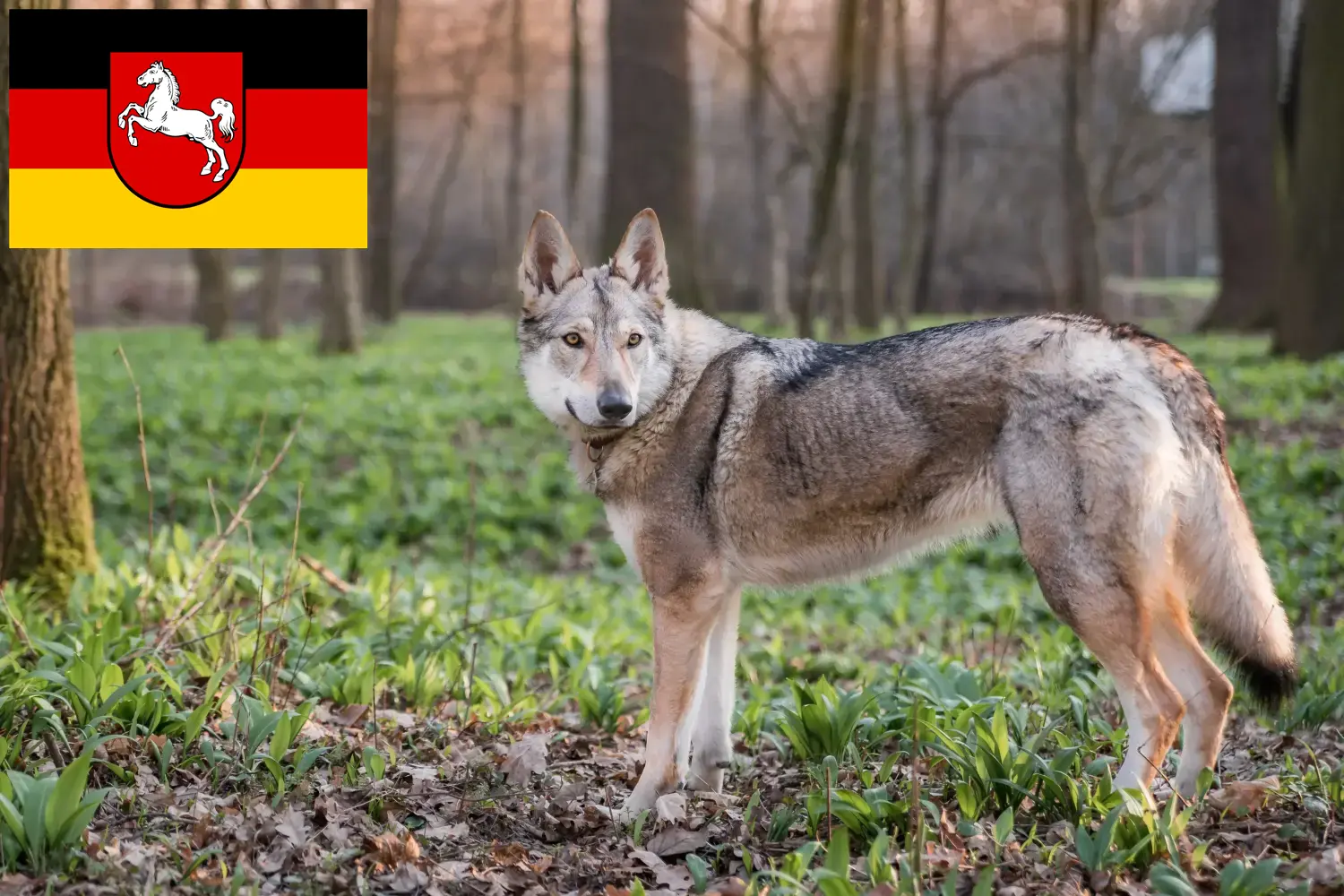 Lee más sobre el artículo Criador de perros lobo checoslovacos y cachorros en Baja Sajonia