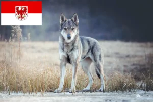 Lee más sobre el artículo Criador de perros lobo checoslovacos y cachorros en Brandenburgo