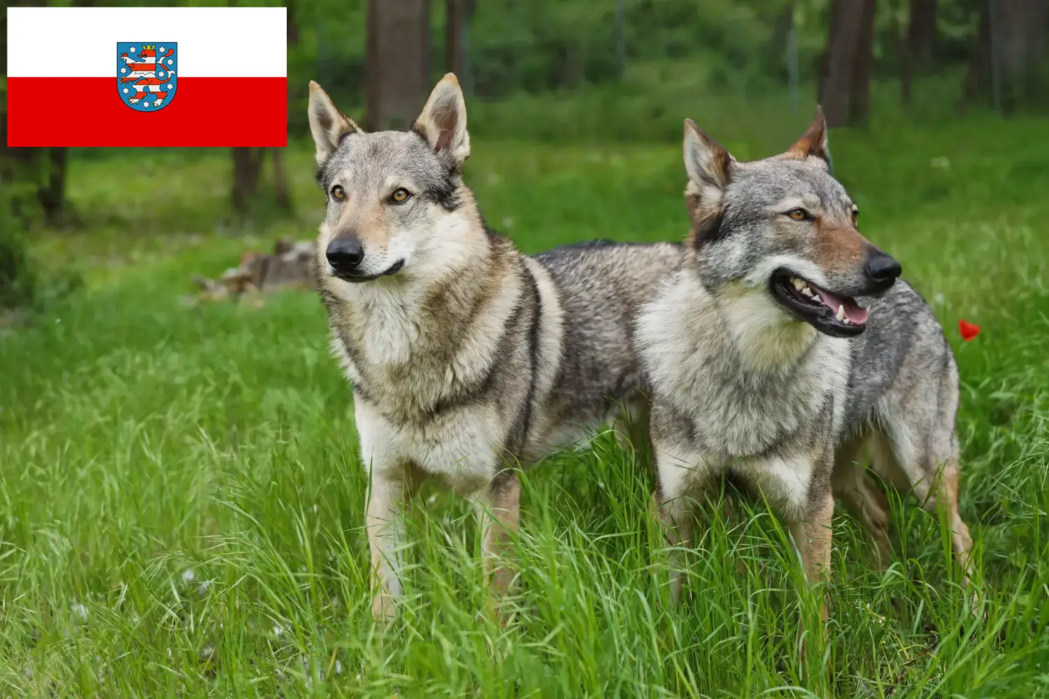 Lee más sobre el artículo Criador de perros lobo checoslovacos y cachorros en Turingia