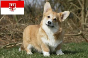 Lee más sobre el artículo Criadores de Welsh Corgi y cachorros en Brandenburgo