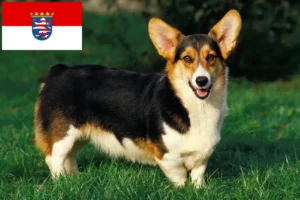 Lee más sobre el artículo Criadores de Welsh Corgi y cachorros en Hessen