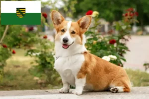 Lee más sobre el artículo Criadores de Welsh Corgi y cachorros en Sajonia