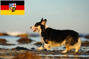 Lee más sobre el artículo Criadores de Welsh Corgi y cachorros en Sarre