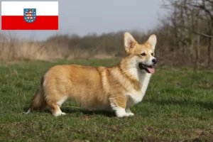 Lee más sobre el artículo Criadores de Corgi Galés y cachorros en Turingia