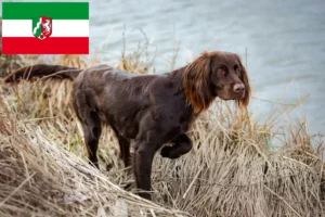 Lee más sobre el artículo Criadores de pelo largo alemán y cachorros en Renania del Norte-Westfalia