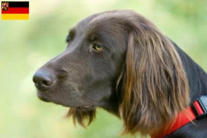 Lee más sobre el artículo Criadores de pelo largo alemán y cachorros en Renania-Palatinado