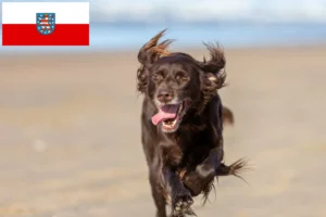 Lee más sobre el artículo Criadores de pelo largo alemán y cachorros en Turingia