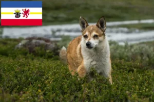 Lee más sobre el artículo Criadores de Lundehund noruego y cachorros en Mecklemburgo-Pomerania Occidental