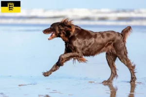 Lee más sobre el artículo Criadores de pelo largo alemán y cachorros en Baden-Wurtemberg