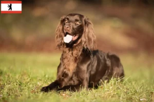 Lee más sobre el artículo Criadores de pelo largo alemán y cachorros en Berlín