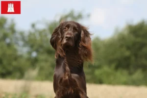 Lee más sobre el artículo Criadores de pelo largo alemán y cachorros en Hamburgo