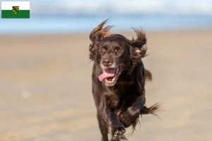 Lee más sobre el artículo Criadores y cachorros de pelo largo alemán en Sajonia