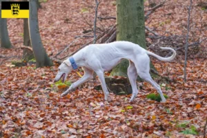 Lee más sobre el artículo Criadores de Chart Polski y cachorros en Baden-Württemberg