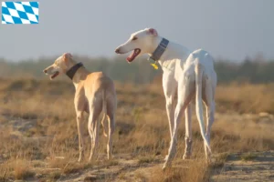 Lee más sobre el artículo Criadores y cachorros de Chart Polski en Baviera