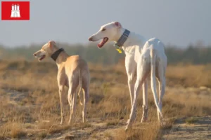 Lee más sobre el artículo Criadores y cachorros de Chart Polski en Hamburgo