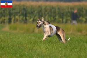 Lee más sobre el artículo Criadores y cachorros de Chart Polski en Schleswig-Holstein