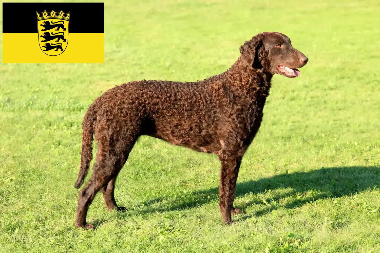 Lee más sobre el artículo Criadores de Curly Coated Retriever y cachorros en Baden-Württemberg