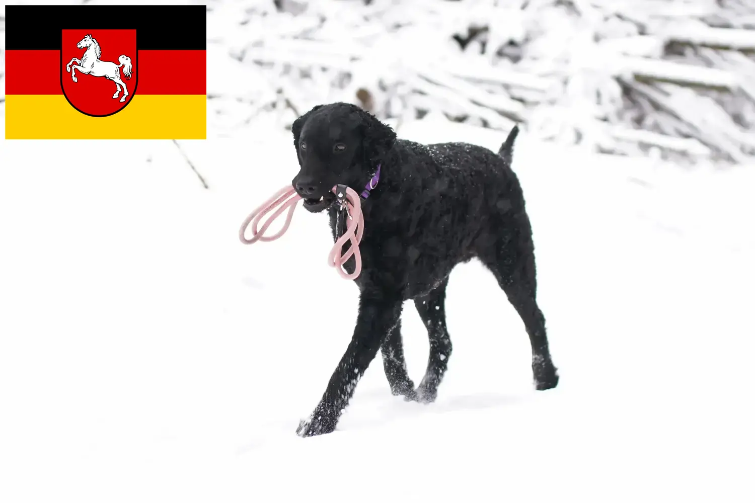 Lee más sobre el artículo Criadores de Curly Coated Retriever y cachorros en Baja Sajonia