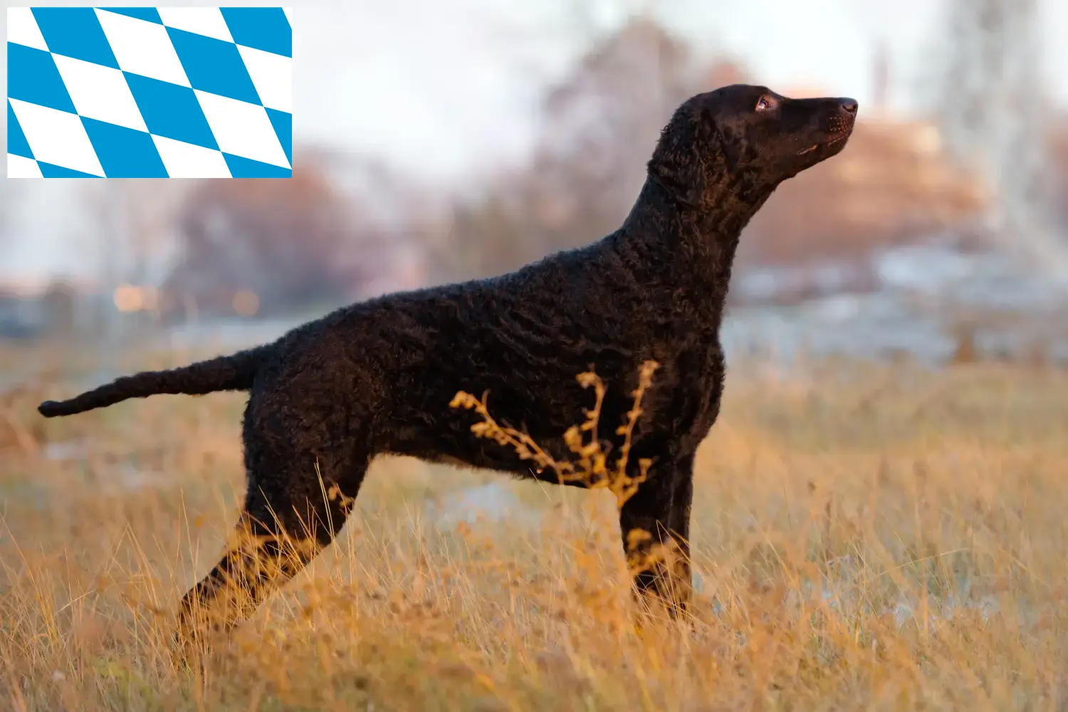 Lee más sobre el artículo Criadores y cachorros de Curly Coated Retriever en Baviera