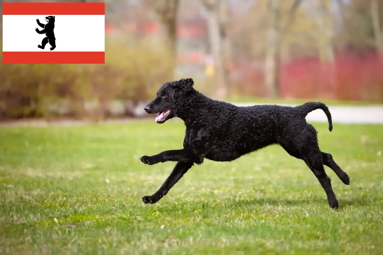 Lee más sobre el artículo Criadores y cachorros de Curly Coated Retriever en Berlín