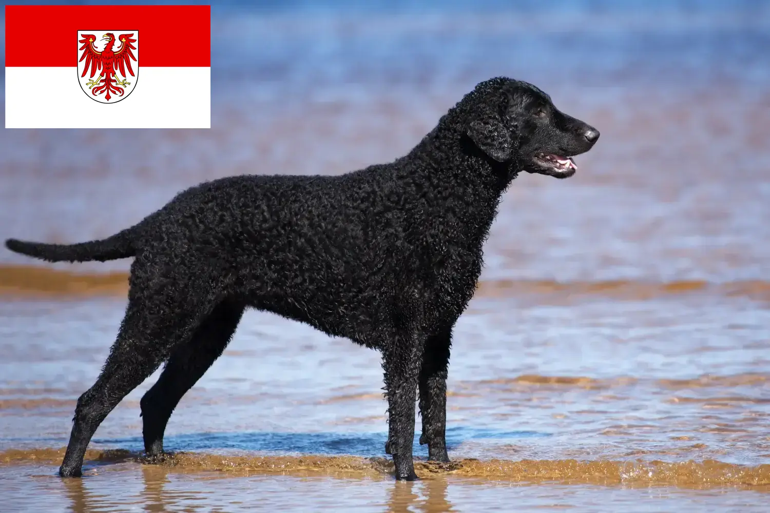 Lee más sobre el artículo Criadores de Curly Coated Retriever y cachorros en Brandenburgo