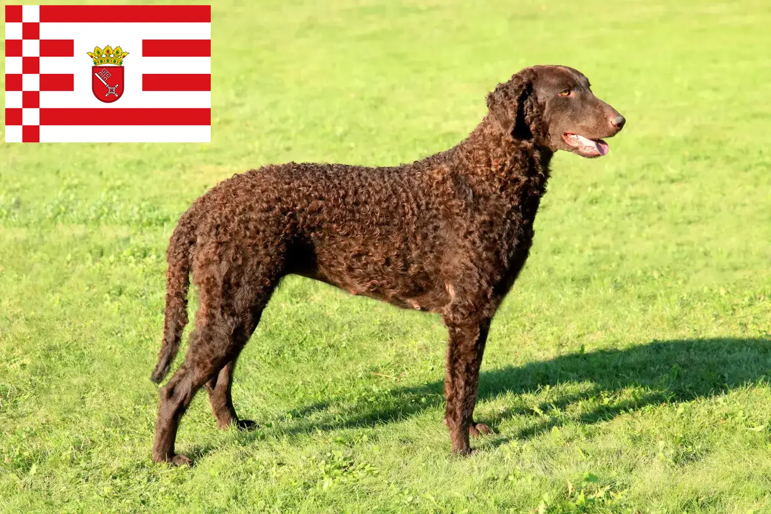 Lee más sobre el artículo Criadores de Curly Coated Retriever y cachorros en Bremen