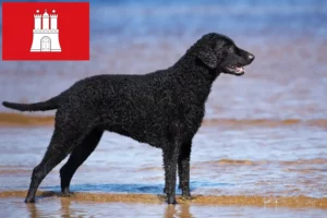 Lee más sobre el artículo Curly Coated Retriever criadores y cachorros en Hamburgo