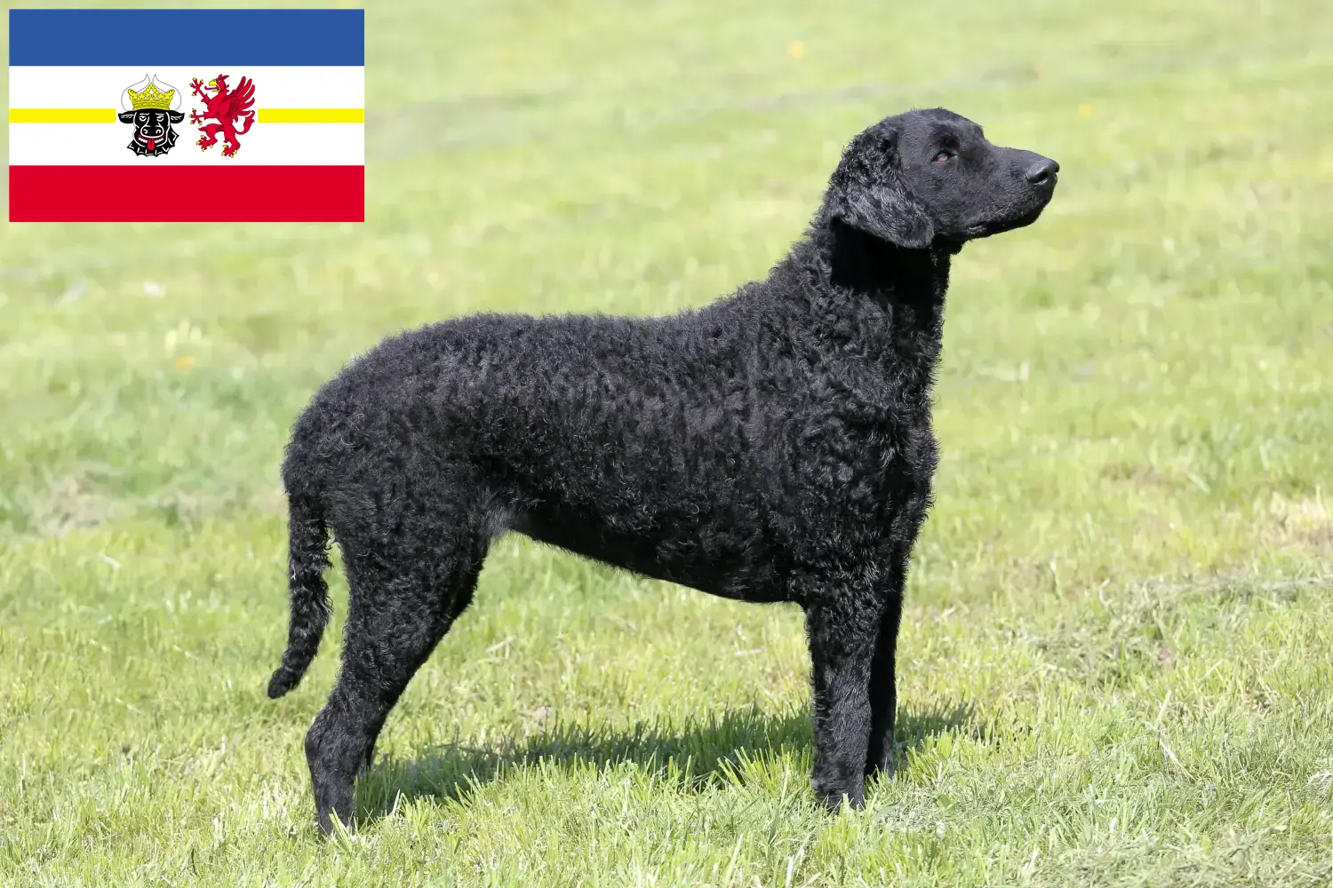 Lee más sobre el artículo Criadores de Curly Coated Retriever y cachorros en Mecklemburgo-Pomerania Occidental