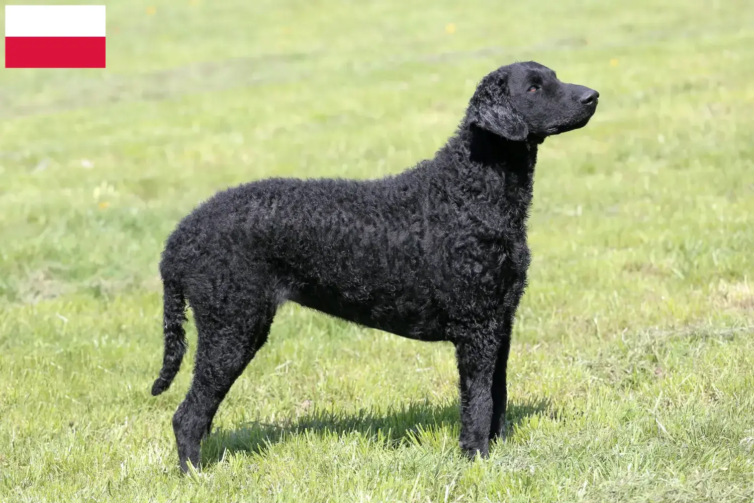 Lee más sobre el artículo Criadores de Curly Coated Retriever y cachorros en Polonia