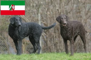 Lee más sobre el artículo Criadores de Curly Coated Retriever y cachorros en Renania del Norte-Westfalia