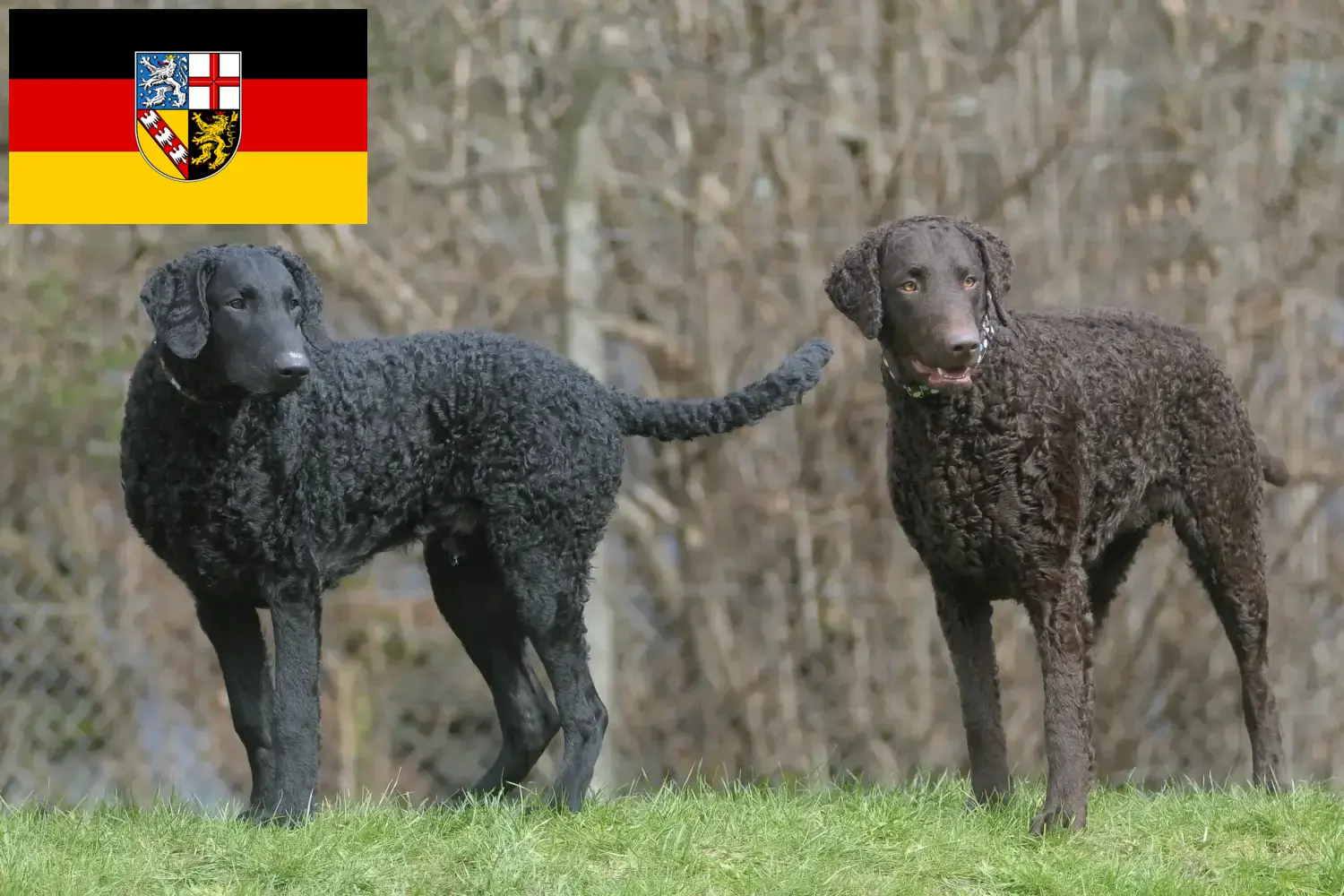 Lee más sobre el artículo Criadores de Curly Coated Retriever y cachorros en Sarre