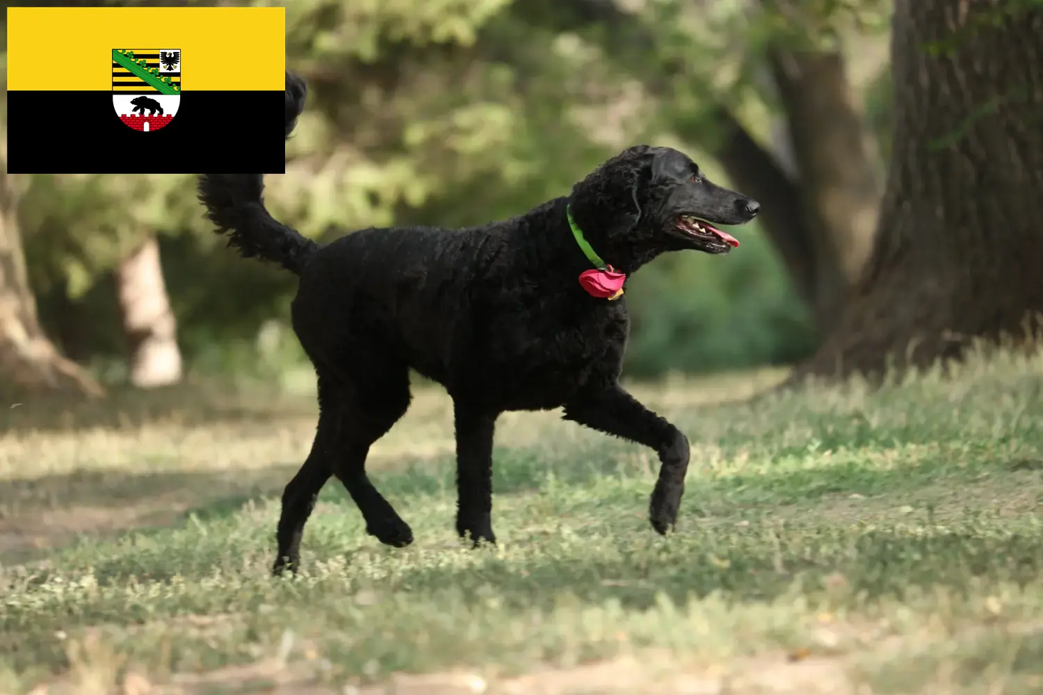 Lee más sobre el artículo Criadores y cachorros de Curly Coated Retriever en Sajonia-Anhalt