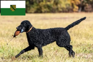 Lee más sobre el artículo Criadores y cachorros de Curly Coated Retriever en Sajonia