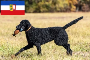 Lee más sobre el artículo Criadores de Curly Coated Retriever y cachorros en Schleswig-Holstein