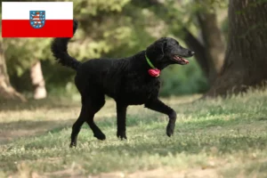 Lee más sobre el artículo Criadores de Curly Coated Retriever y cachorros en Turingia